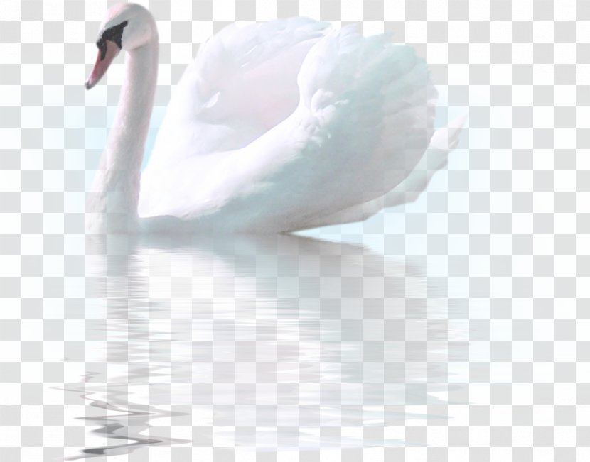 Cygnini Bird Duck Goose - Feather - Swan Transparent PNG