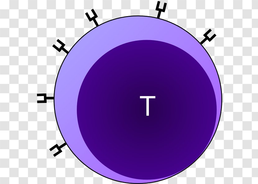 Cytotoxic T Cell Clip Art - Neutrophil - Cliparts Transparent PNG