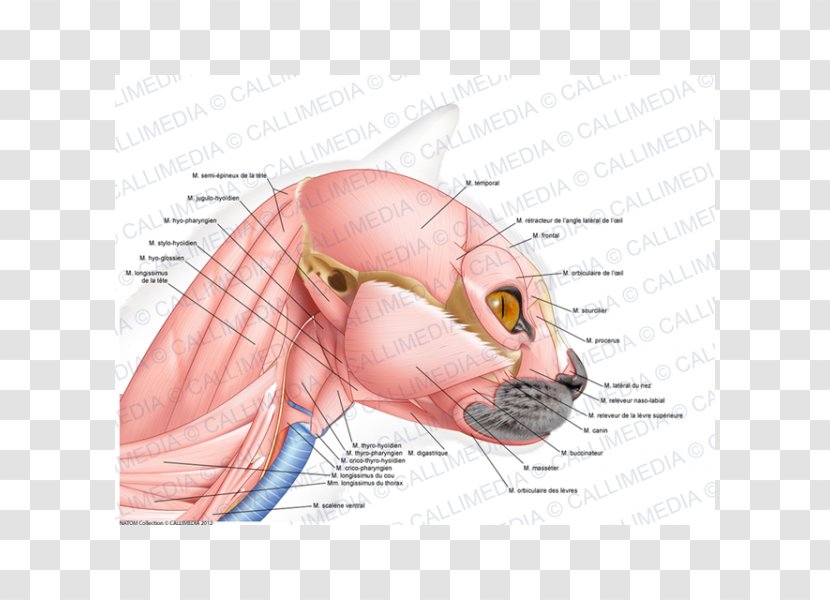 Ear Cat Ischiocavernosus Muscle Anatomy - Silhouette Transparent PNG