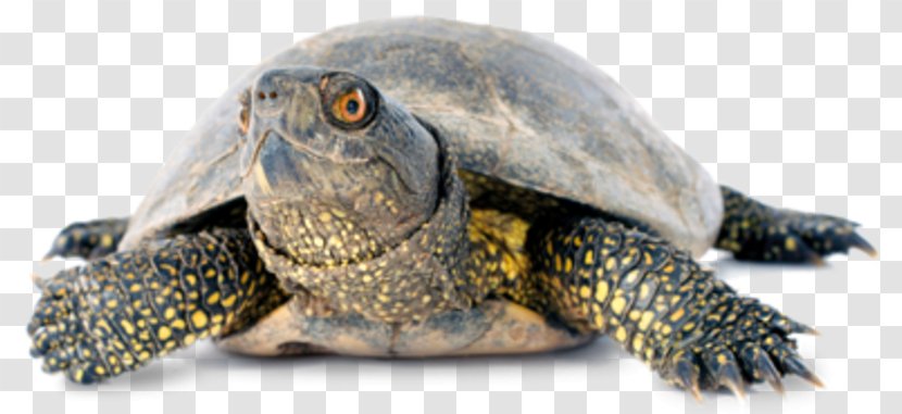 Box Turtles European Pond Turtle Tortoise Stock Photography - Terrestrial Animal Transparent PNG