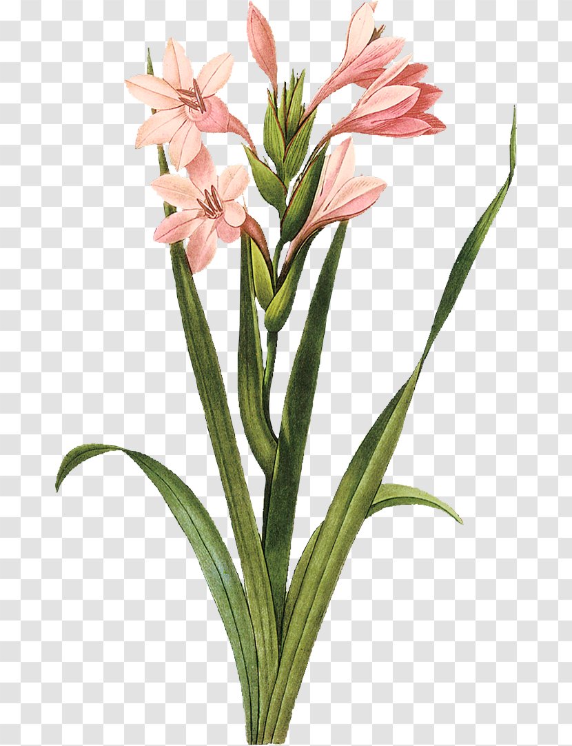 Gladiolus Botanical Illustration Botany Art - American Society Of Artists Transparent PNG