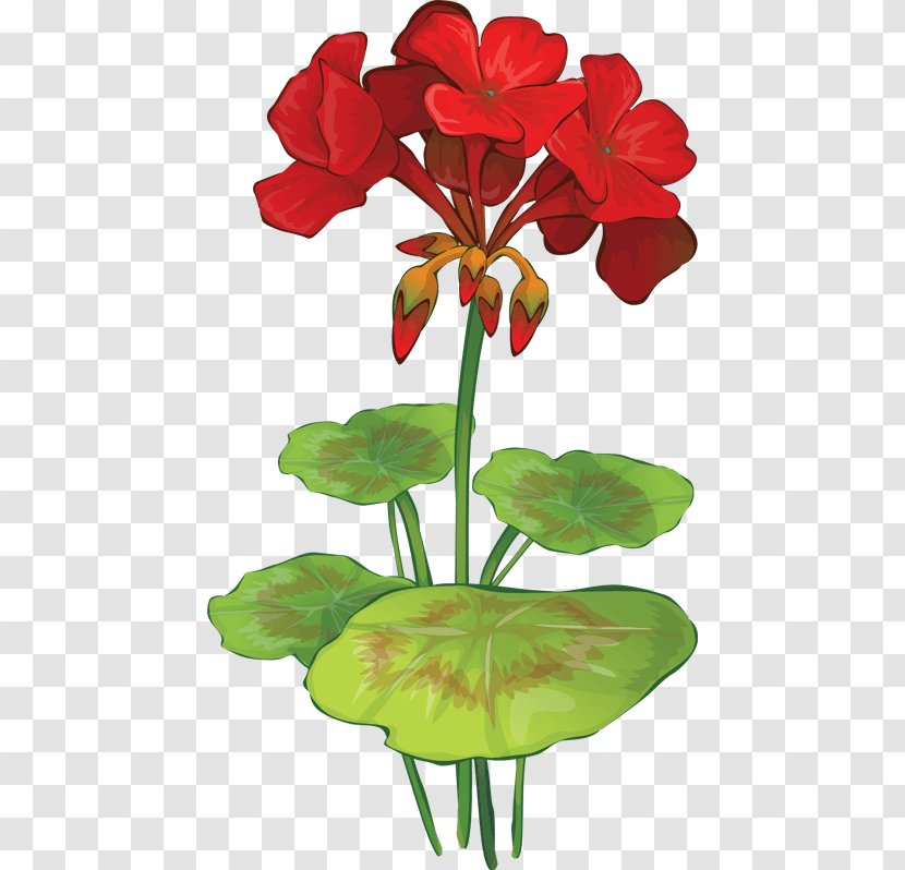 Geraniums Crane's-bill Red Clip Art - Flowerpot - Seed Plant Transparent PNG