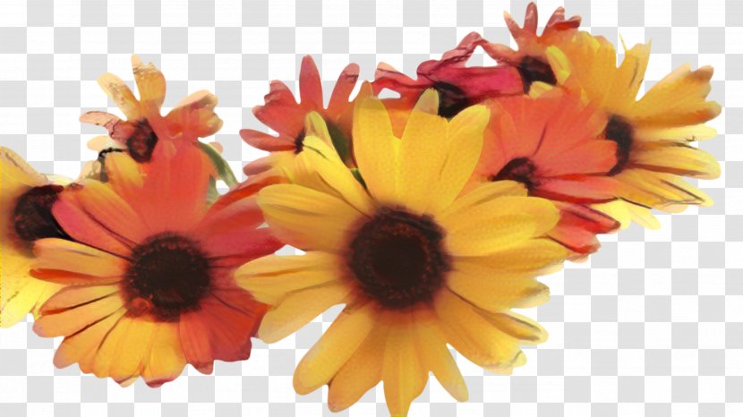 Floral Flower Background - Daisy - Gazania Perennial Plant Transparent PNG