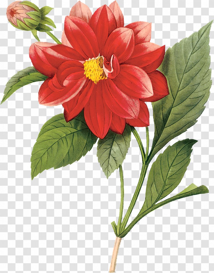 The Most Beautiful Flowers Botanical Illustration Floral Design Botany - Pink - Flower Transparent PNG