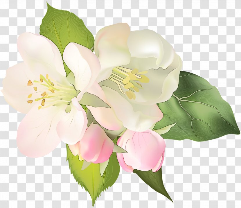 Flower Flowering Plant Petal White - Pink - Blossom Branch Transparent PNG