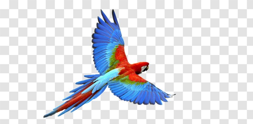 Budgerigar Bird Fly: Parrot Clip Art - Fly - Flying Transparent PNG