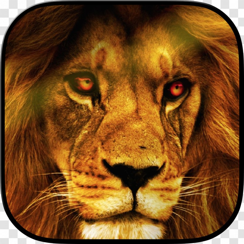 Lion Desktop Wallpaper Wildlife YouTube - Animal Transparent PNG