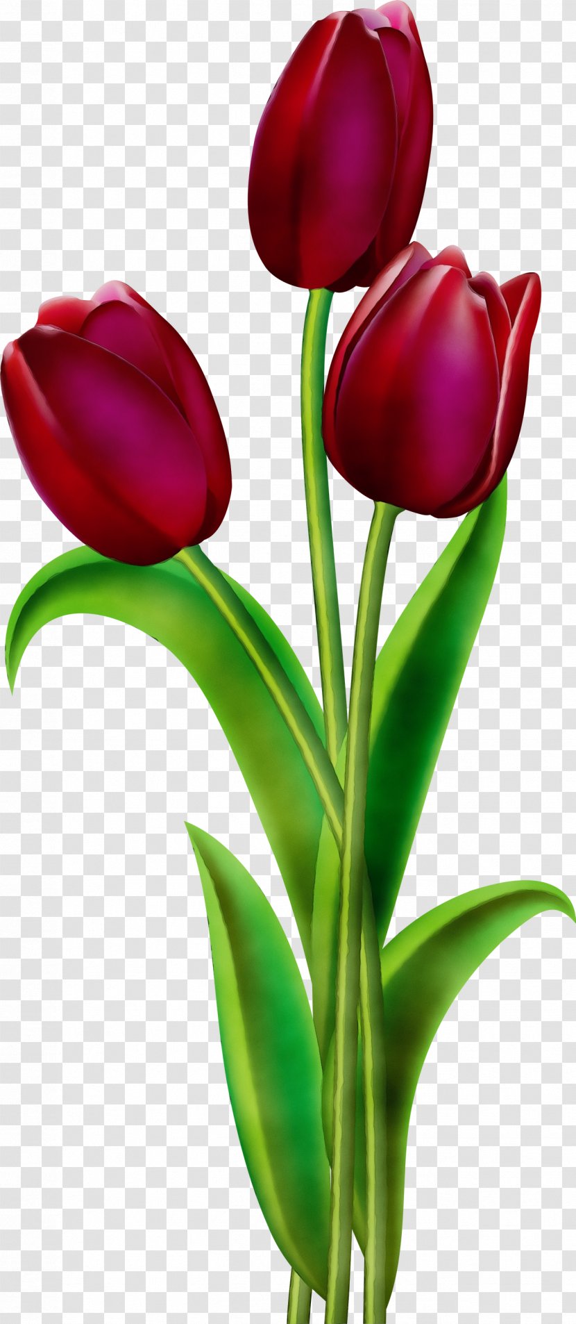 Tulip Petal Flower Tulipa Humilis Red - Cut Flowers Flowering Plant Transparent PNG