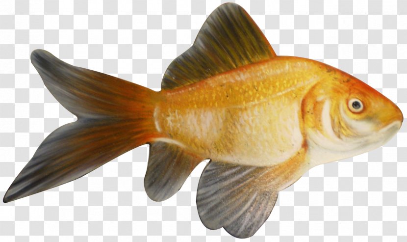 Goldfish Feeder Fish Animal Transparent PNG