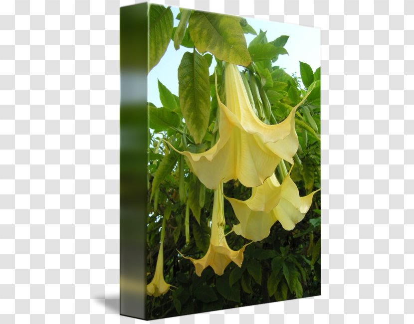 Daturas Yellow Elder Angel's Trumpets Forest Gardening - Plant - Tree Transparent PNG