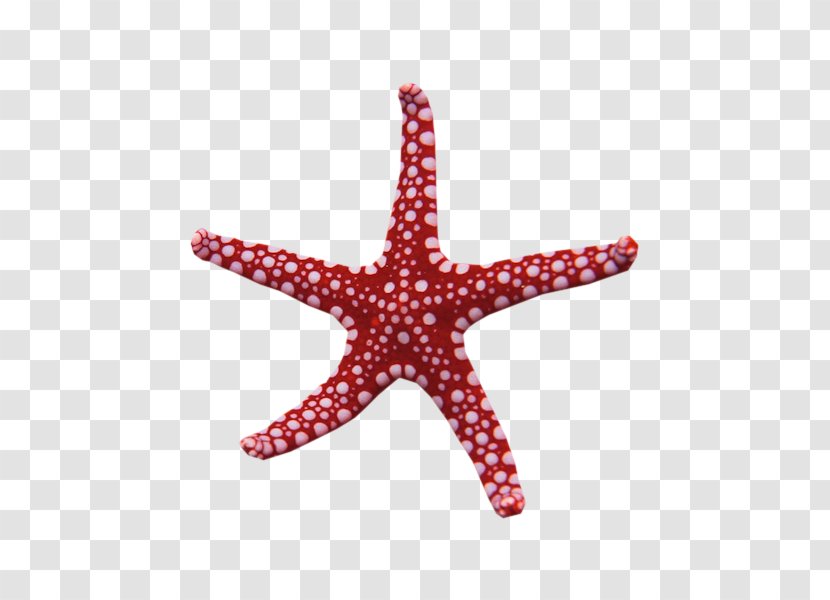 Starfish My Name Is Rapunzel Adobe Photoshop Waking Storms - Three - Sunshine Glitter Sea Star Transparent PNG