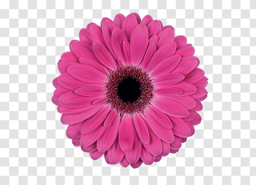 Transvaal Daisy Flower Red Color Pink - Flowering Plant Transparent PNG
