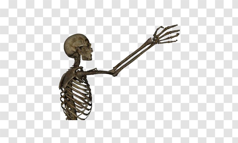 Human Skeleton Arm Bone Clip Art - Body - Skull Transparent PNG