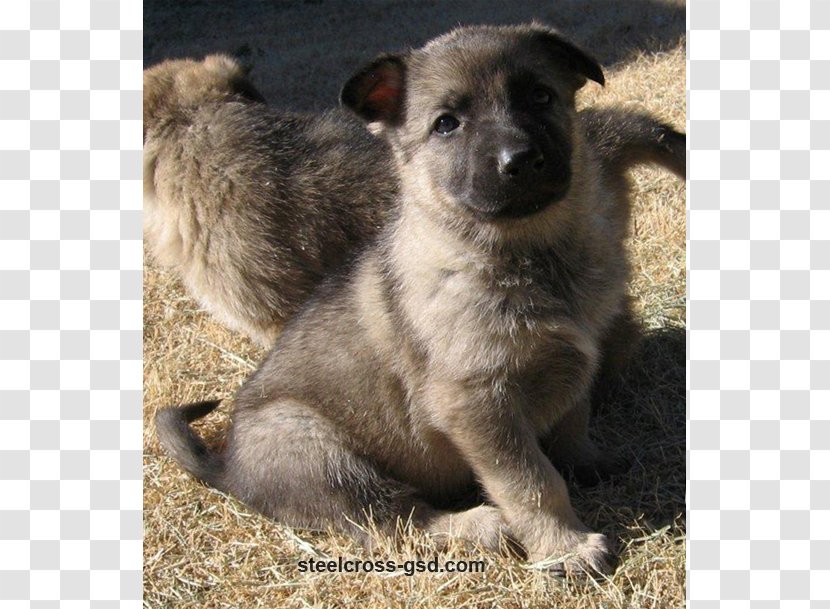 Norwegian Elkhound Rare Breed (dog) Dog Sporting Group Snout - Old German Shepherd Transparent PNG