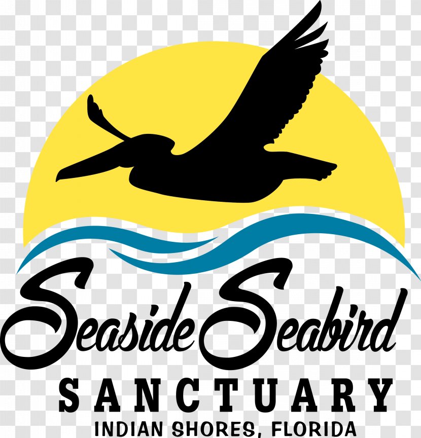 Suncoast Seabird Sanctuary Seaside Beak Pelican - Skimmers - Bird Transparent PNG
