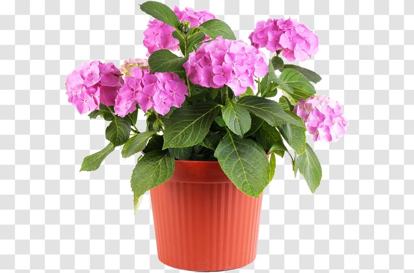 Flowerpot Garden Vase Landscaping Ceramic - Busy Lizzie - Potted Plant Transparent PNG