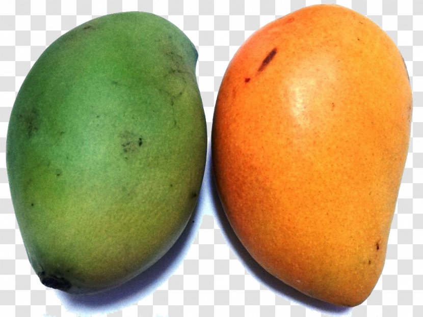 Mango Mangifera Indica Fruit Seed - Sciencenetcn - A Pair Of Transparent PNG