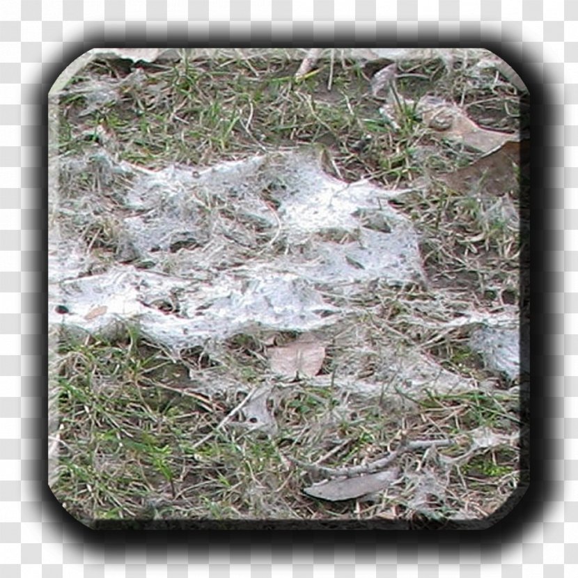 Snow Mold Typhula Blight Fusarium Patch Lawn - Fungus Transparent PNG