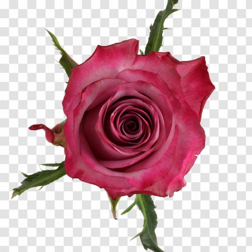 Garden Roses Cabbage Rose Floribunda Cut Flowers Qualirosa B.V. - Deep Purple Transparent PNG