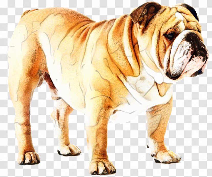 Bulldog Background - Olde English Bulldogge - Animal Figure Australian Transparent PNG