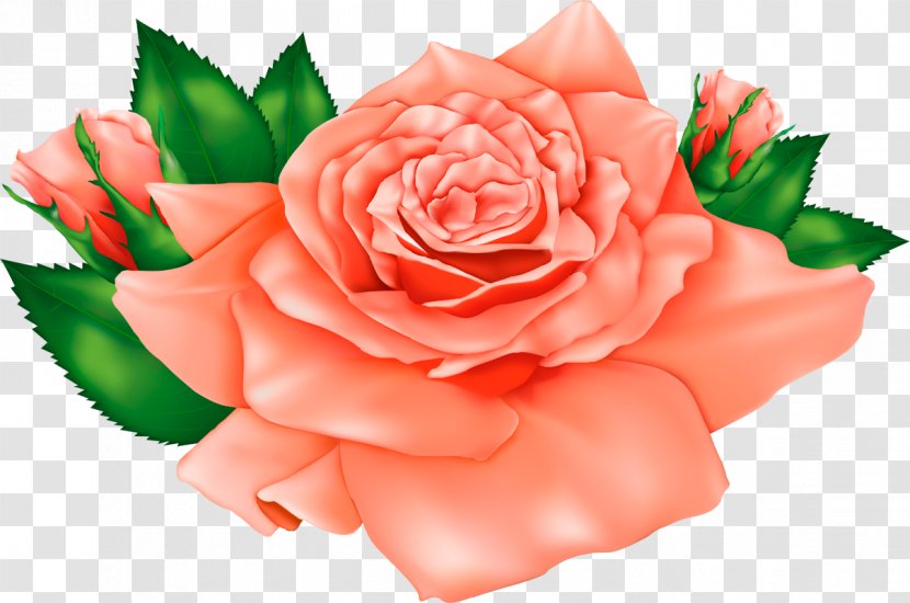 Rose Flower Clip Art - Rasterisation - Peach Flowers Transparent PNG