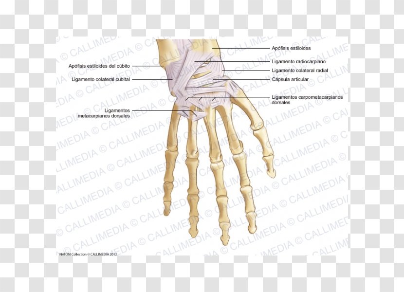 Thumb Metacarpal Bones Ligament Hand - Heart Transparent PNG