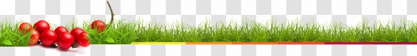 Wheatgrass Desktop Wallpaper Energy Close-up Computer - Juice Up Transparent PNG
