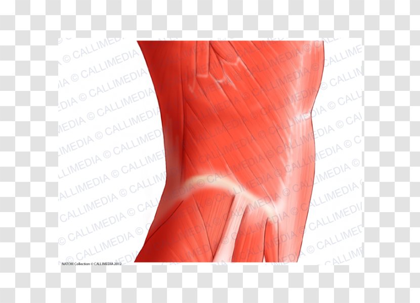 Rectus Abdominis Muscle Abdomen Muscular System Vastus Lateralis - Silhouette - Cartoon Transparent PNG