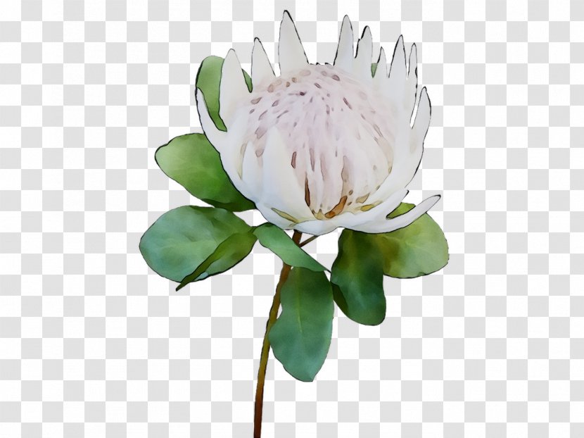 Cut Flowers Plant Stem Flowering Plants - Chinese Peony Transparent PNG