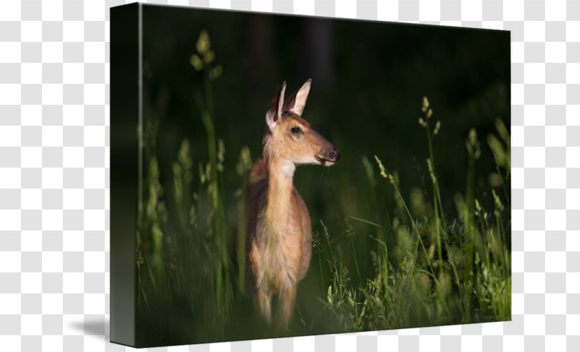 Musk Deer Macropodidae Kangaroo Animal - Wildlife - Color Of Sunbeam Transparent PNG