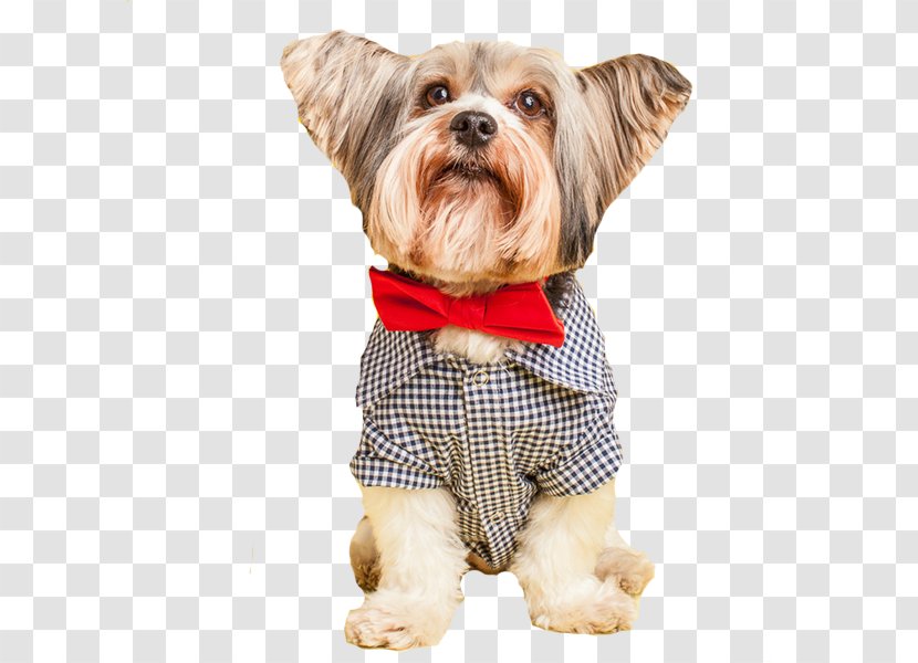 Dog Breed Yorkshire Terrier Puppy Companion Transparent PNG