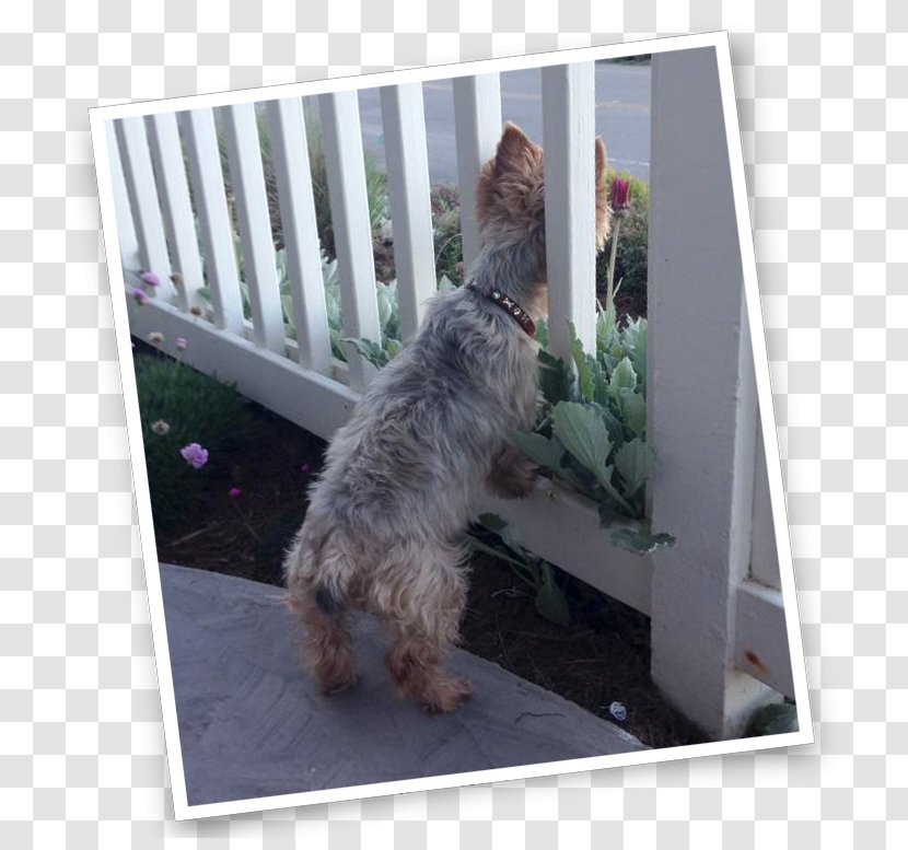 Cairn Terrier Glen Of Imaal Schnoodle Dog Breed - Vulnerable Native Breeds - Pet Friendly Transparent PNG