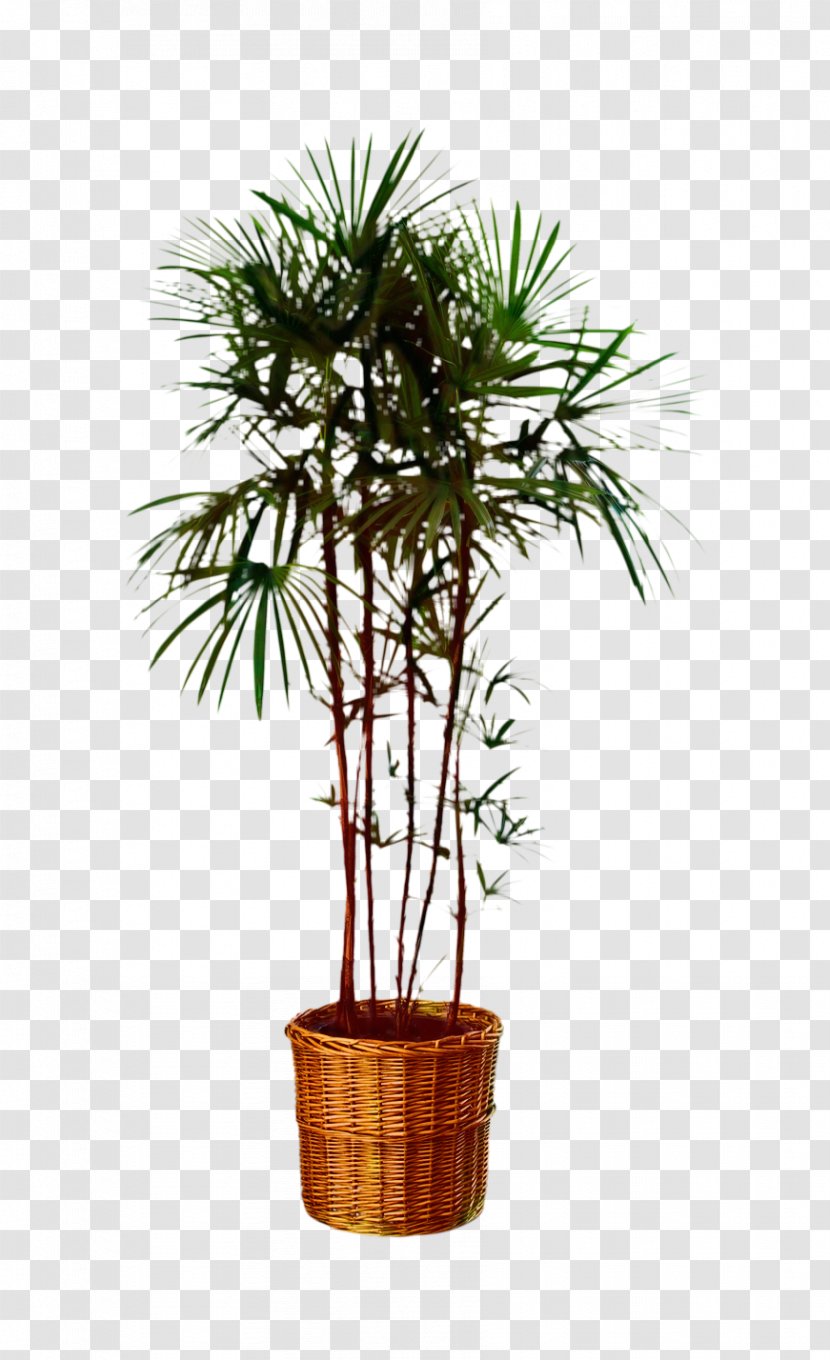 Tree Asian Palmyra Palm Plants Nursery Drachenbaum Geflochten Sortenmix - Plant Stem Transparent PNG