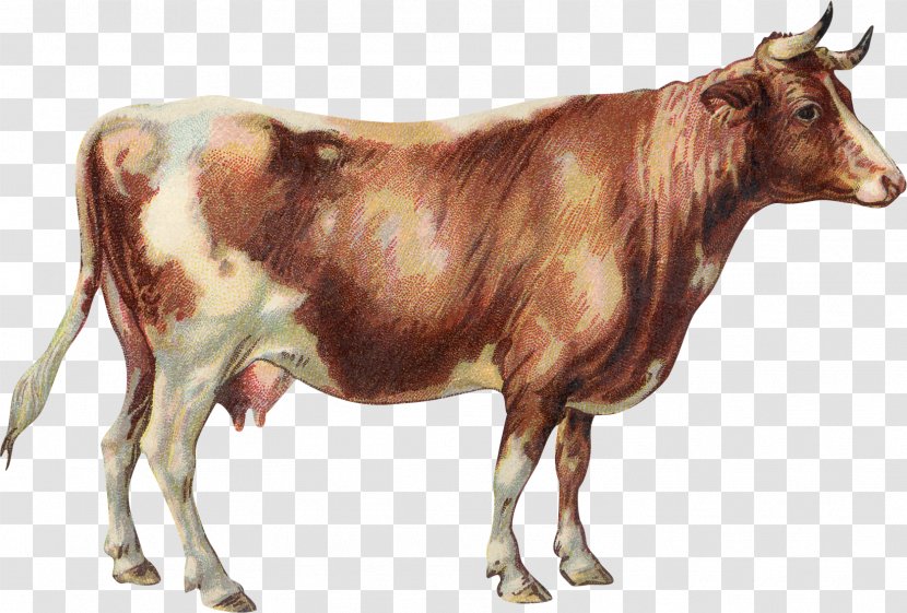 Dairy Cattle Jersey Zebu Lakenvelder English Longhorn - Terrestrial Animal - Bull Transparent PNG
