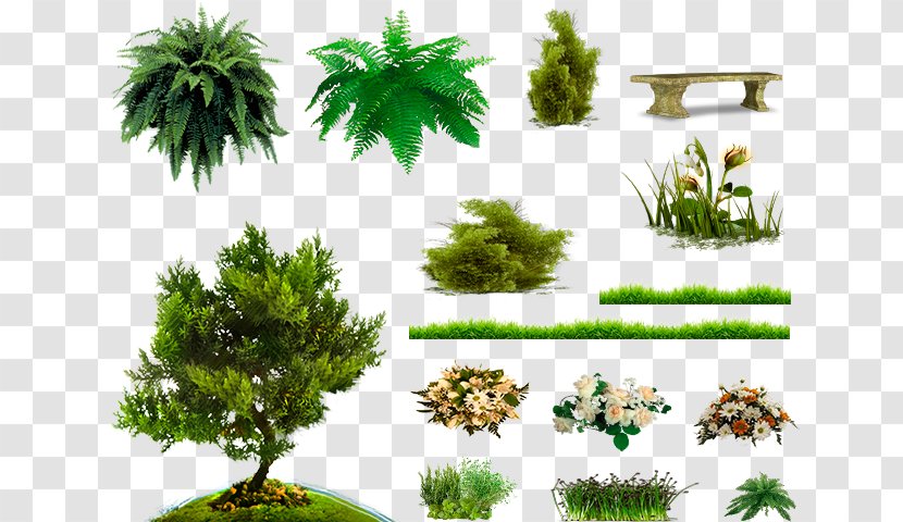 Pine Family Vegetation Soil Biome Trunk - Houseplant - Qutb Minar Transparent PNG