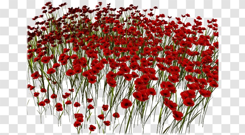 Common Poppy Red Clip Art - Floristry - Poppies Transparent PNG