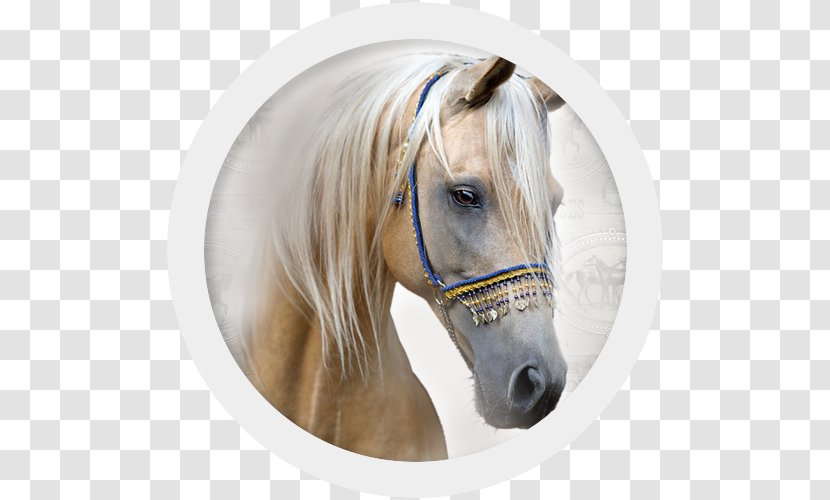 Pony Mane Halter Mustang Stallion - School Transparent PNG