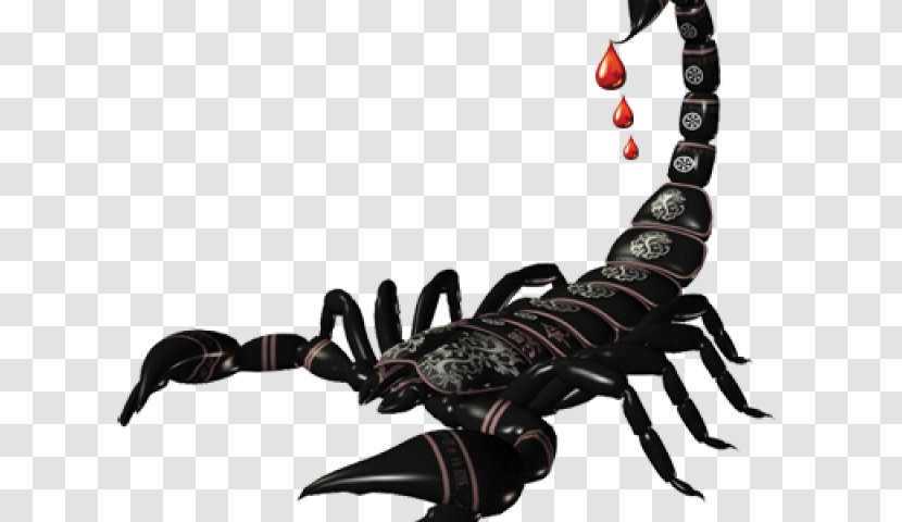Scorpion Sting Clip Art Transparent PNG