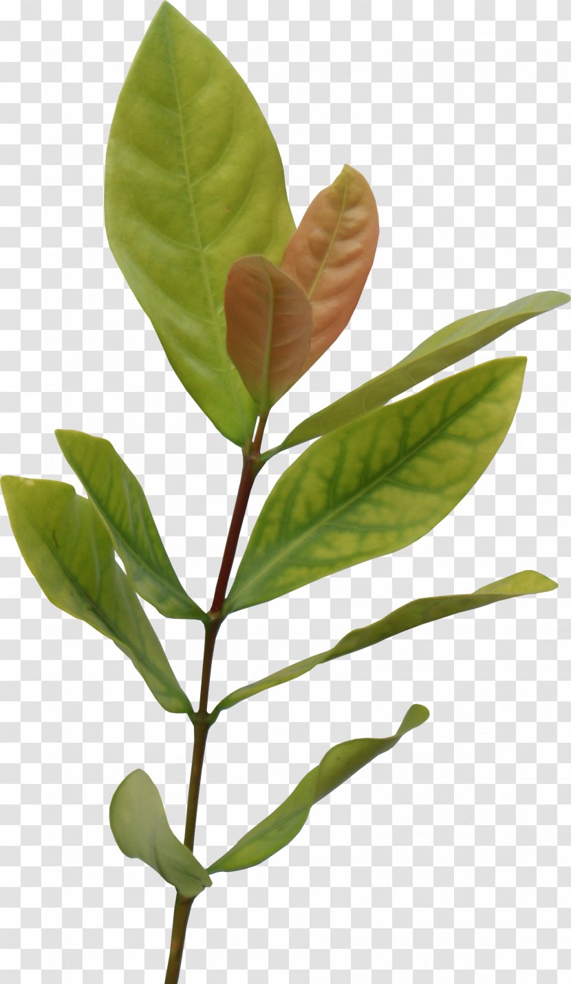 Leaf Information Clip Art - Branch - Tea Leaves Transparent PNG