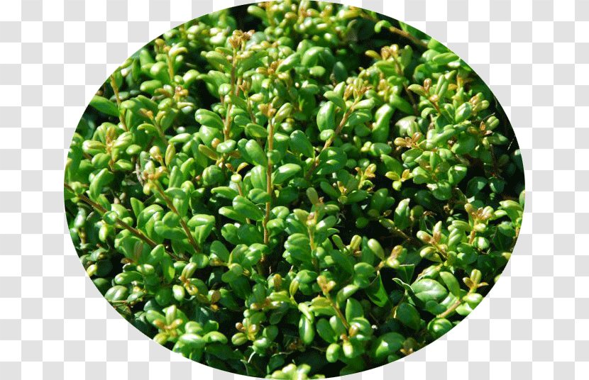 Japanese Holly Buxus Sempervirens Hedge Plant Evergreen - Brachychiton Rupestris Transparent PNG