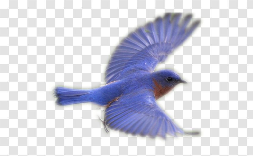 Bluebirds Fauna Beak Feather Bluebird Systems Inc. Transparent PNG