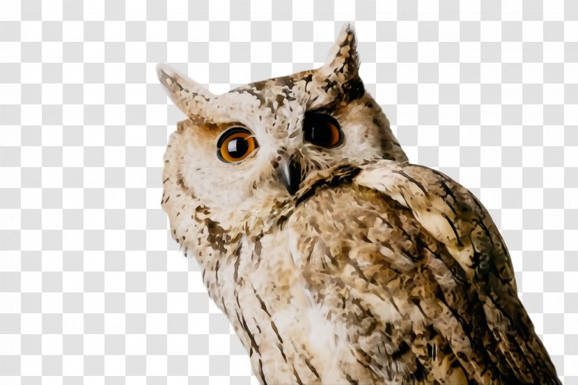 Owl Bird Of Prey Western Screech Eastern - Wildlife - Beak Transparent PNG