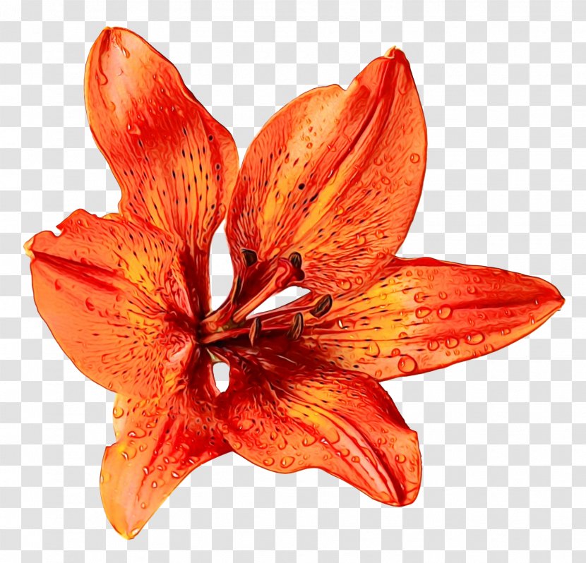 Flower Bouquet Orange Lily Clip Art - Family Transparent PNG