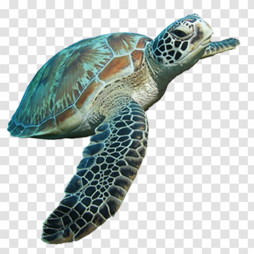 Loggerhead Sea Turtle Tortoise - Emydidae Transparent PNG