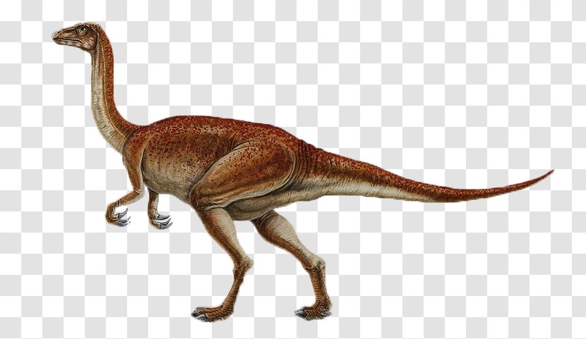 Segnosaurus Dinosaur Size Late Cretaceous Buitreraptor Thecodontosaurus - Terrestrial Animal Transparent PNG