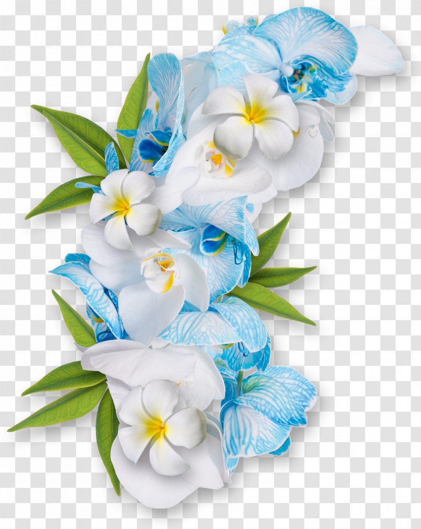 Flower Desktop Wallpaper Clip Art - Moth Orchid Transparent PNG