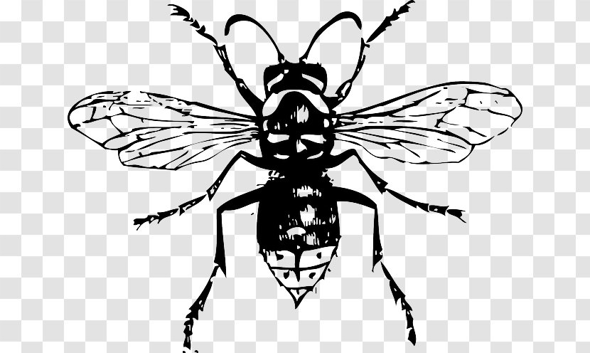 Bald-faced Hornet Bee Insect Clip Art - Wasp - Honeybee Venom Transparent PNG
