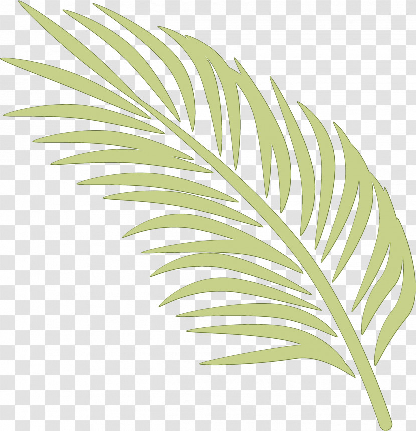 Leaf Plant Tree Flower Monstera Deliciosa Transparent PNG