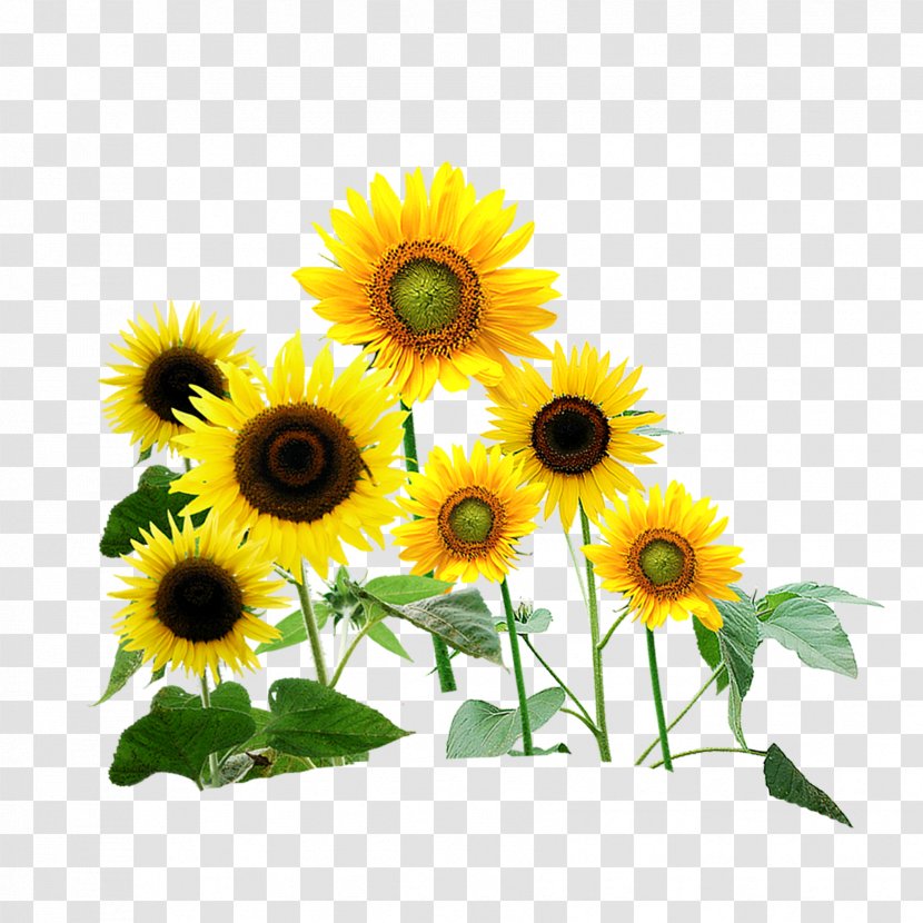 Common Sunflower Wedding Photography Transparent PNG