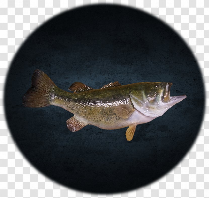 Perch Fish Bass Guitar - Large Mouth Transparent PNG